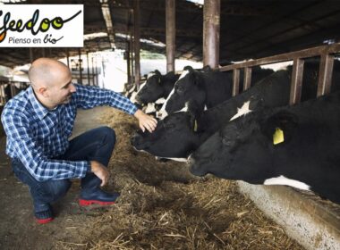 Foto de La importancia de una buena alimentación en el ganado vacuno