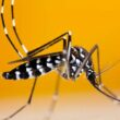 Foto de mosquiteras como solución contra el mosquito tigre