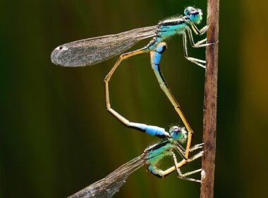 Foto de Los amantes del mundo de la entomología tienen una cita en
